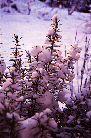 snowy plant