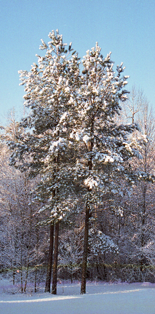 Snowy Trees