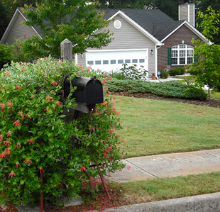 honeysuckle