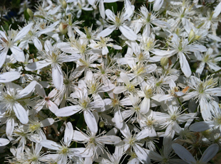 clematis