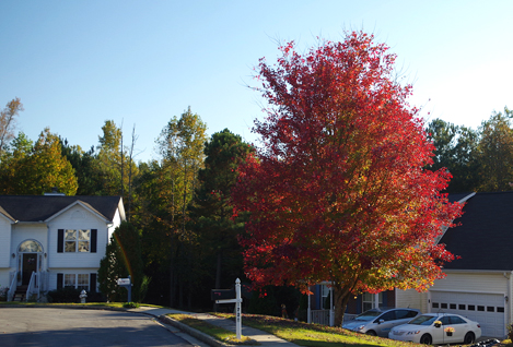 street scene